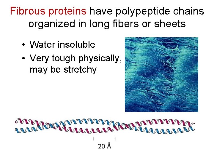 Fibrous proteins have polypeptide chains organized in long fibers or sheets • Water insoluble