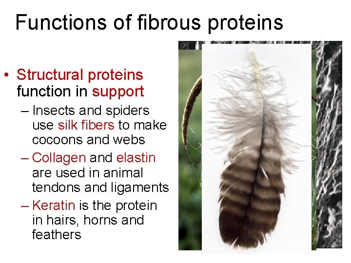 Functions of fibrous proteins • Structural proteins function in support – Insects and spiders