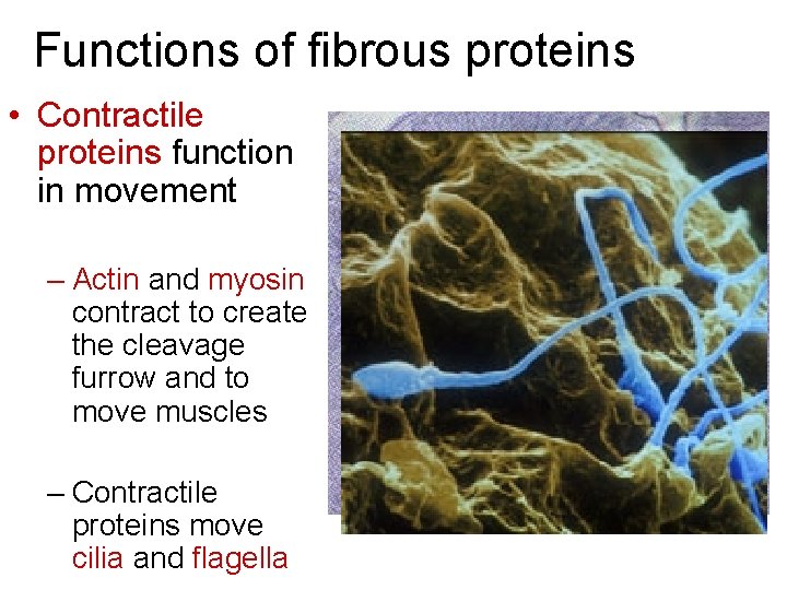 Functions of fibrous proteins • Contractile proteins function in movement – Actin and myosin