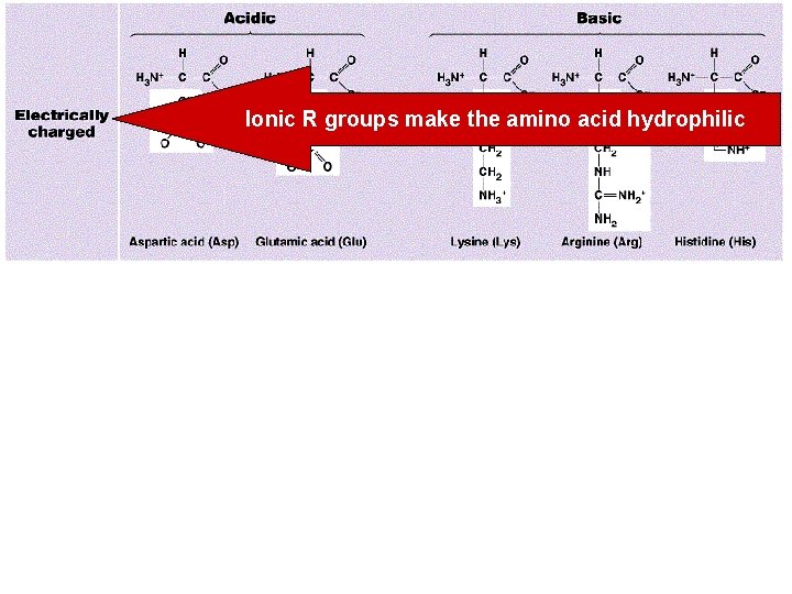 Ionic R groups make the amino acid hydrophilic 