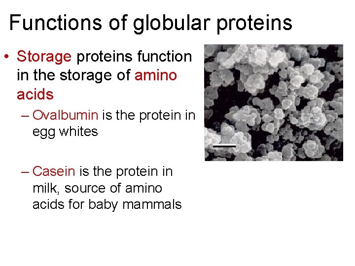 Functions of globular proteins • Storage proteins function in the storage of amino acids