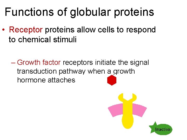 Functions of globular proteins • Receptor proteins allow cells to respond to chemical stimuli