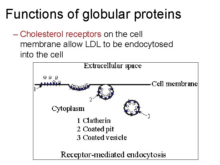 Functions of globular proteins – Cholesterol receptors on the cell membrane allow LDL to