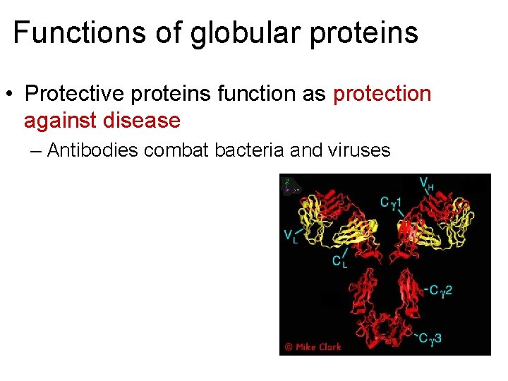 Functions of globular proteins • Protective proteins function as protection against disease – Antibodies