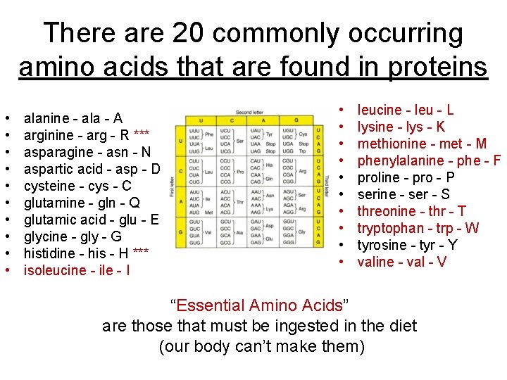 There are 20 commonly occurring amino acids that are found in proteins • •