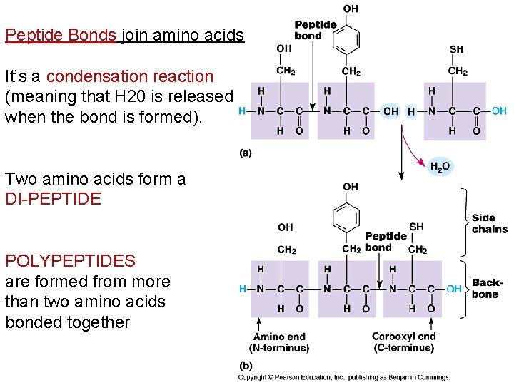 Peptide Bonds join amino acids It’s a condensation reaction (meaning that H 20 is