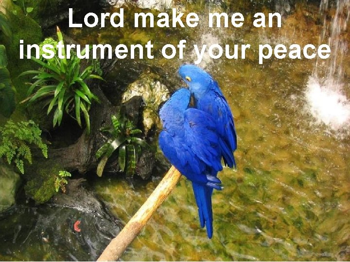 Lord make me an instrument of your peace 