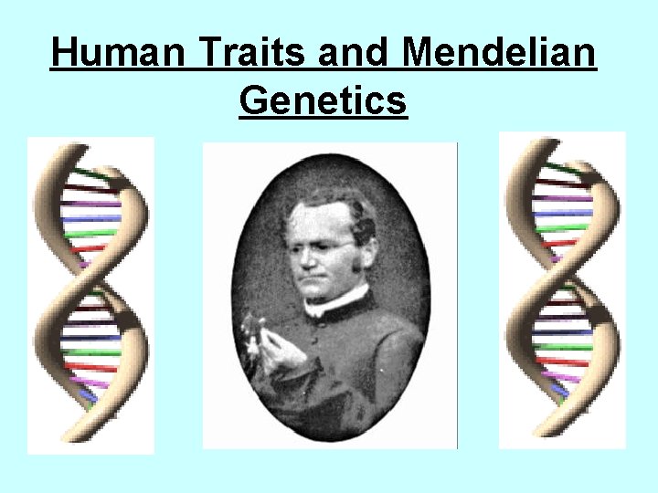 Human Traits and Mendelian Genetics 