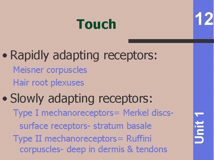 Touch 12 • Rapidly adapting receptors: Meisner corpuscles Hair root plexuses Type I mechanoreceptors=