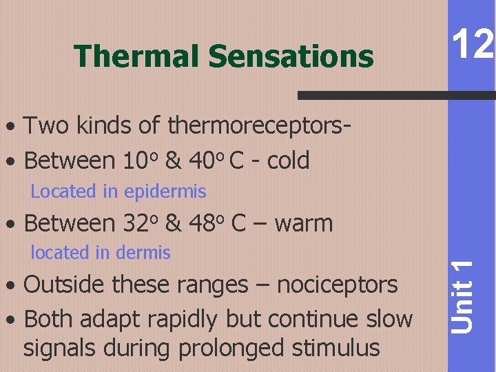 Thermal Sensations 12 • Two kinds of thermoreceptors • Between 10 o & 40