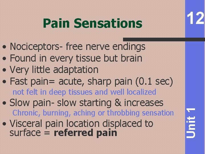 Pain Sensations Nociceptors- free nerve endings Found in every tissue but brain Very little