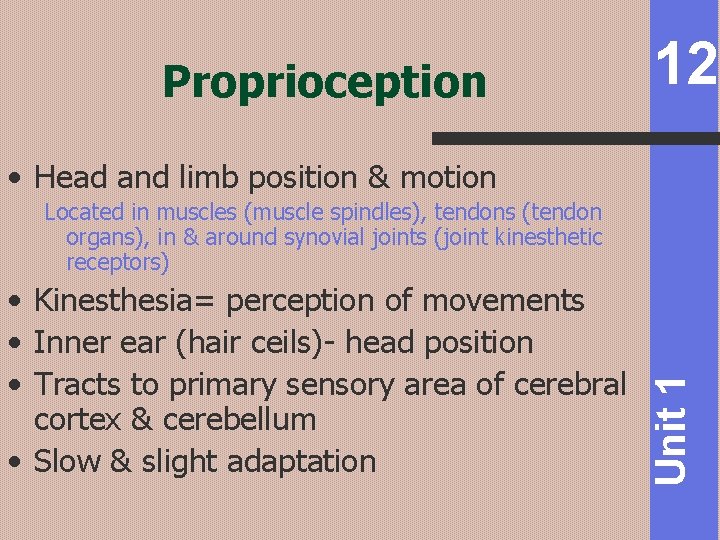 Proprioception 12 • Head and limb position & motion • Kinesthesia= perception of movements
