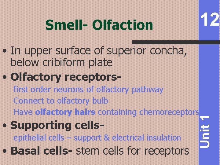 12 Smell- Olfaction • In upper surface of superior concha, below cribiform plate •