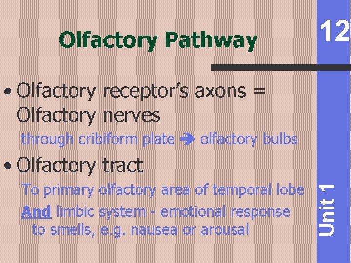 Olfactory Pathway 12 • Olfactory receptor’s axons = Olfactory nerves through cribiform plate olfactory