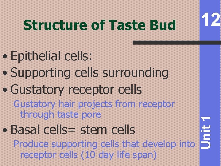 Structure of Taste Bud 12 Gustatory hair projects from receptor through taste pore •