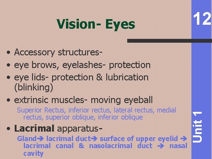 Vision- Eyes 12 Superior Rectus, inferior rectus, lateral rectus, medial rectus, superior oblique, inferior