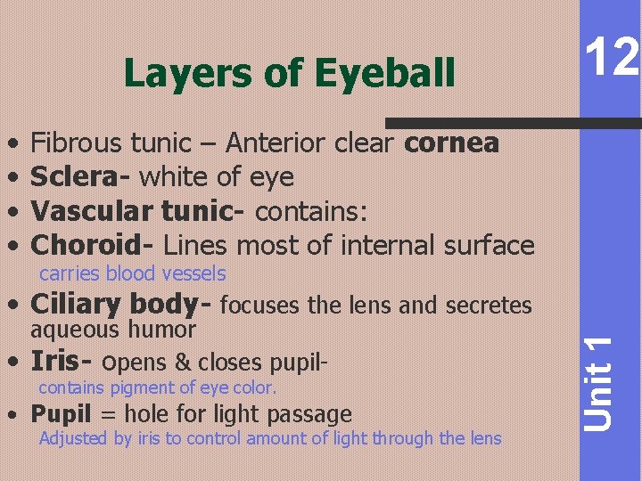 Layers of Eyeball • • 12 Fibrous tunic – Anterior clear cornea Sclera- white