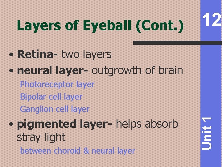 Layers of Eyeball (Cont. ) 12 • Retina- two layers • neural layer- outgrowth