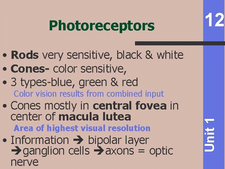 Photoreceptors 12 • Rods very sensitive, black & white • Cones- color sensitive, •