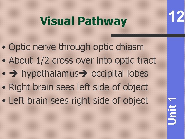  • Optic nerve through optic chiasm • About 1/2 cross over into optic