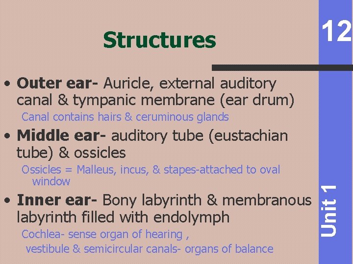 Structures 12 • Outer ear- Auricle, external auditory canal & tympanic membrane (ear drum)