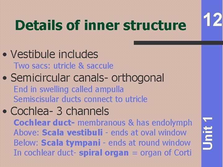 Details of inner structure 12 • Vestibule includes Two sacs: utricle & saccule •