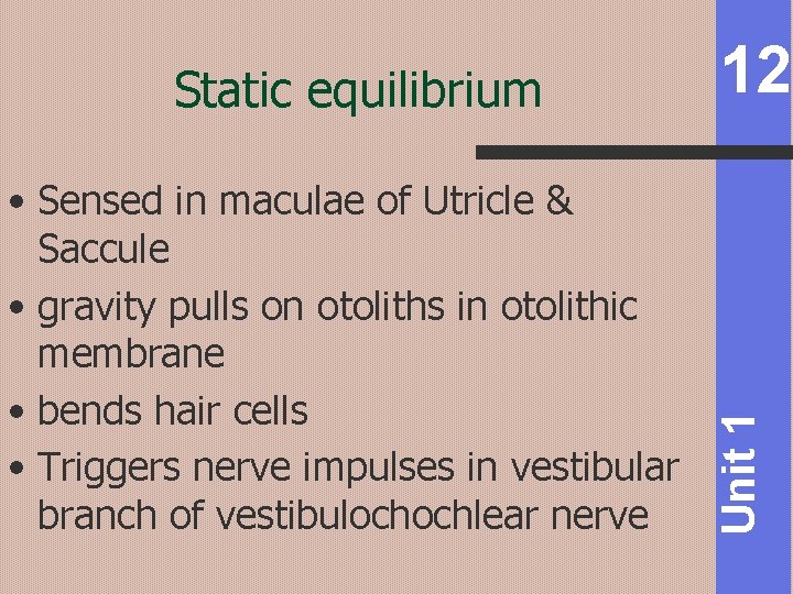  • Sensed in maculae of Utricle & Saccule • gravity pulls on otoliths