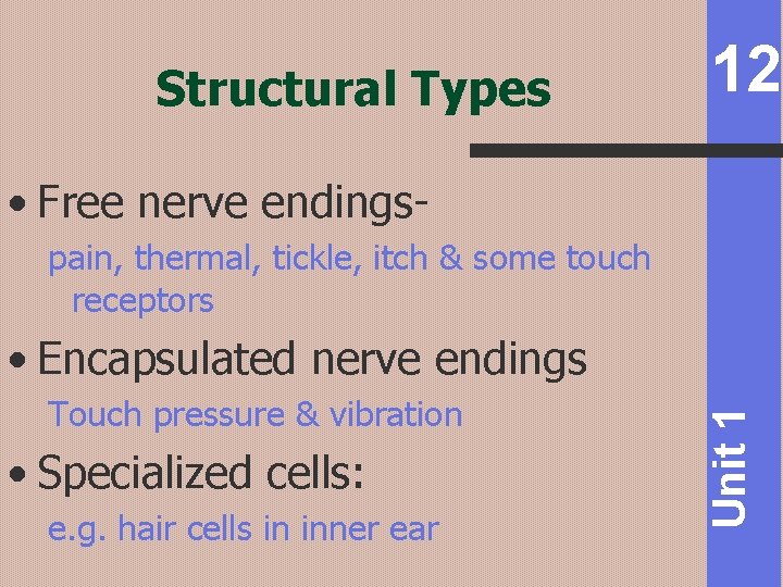 Structural Types 12 • Free nerve endingspain, thermal, tickle, itch & some touch receptors