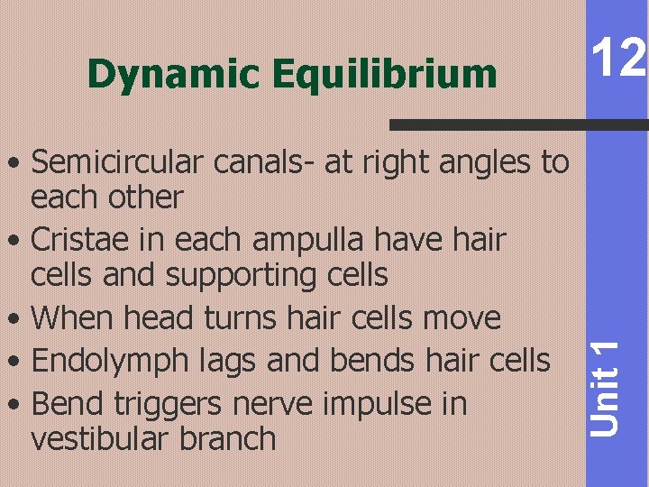  • Semicircular canals- at right angles to each other • Cristae in each