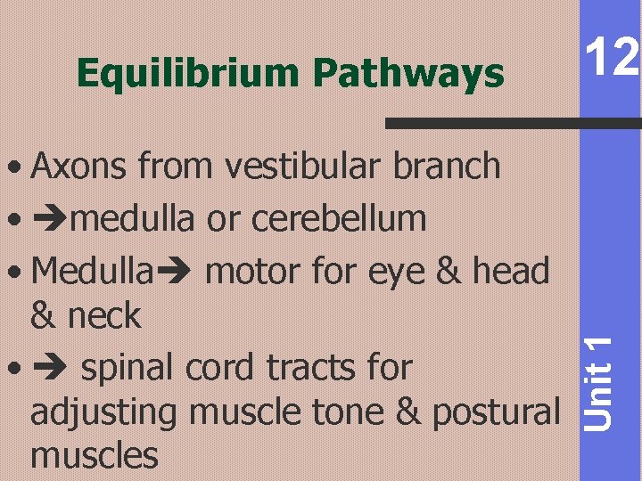  • Axons from vestibular branch • medulla or cerebellum • Medulla motor for