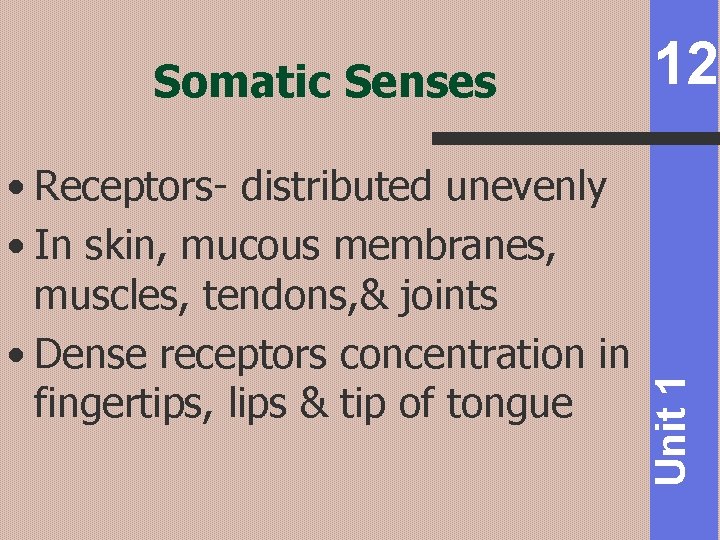  • Receptors- distributed unevenly • In skin, mucous membranes, muscles, tendons, & joints