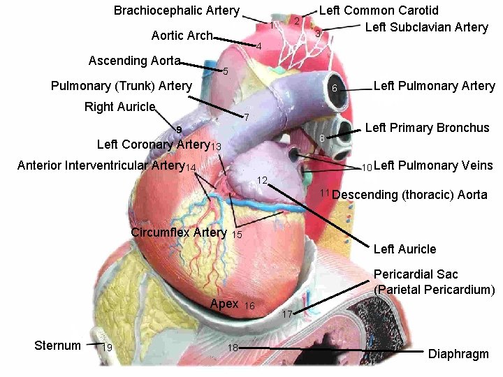 Brachiocephalic Artery 1 Aortic Arch Ascending Aorta 2 Left Common Carotid Left Subclavian Artery