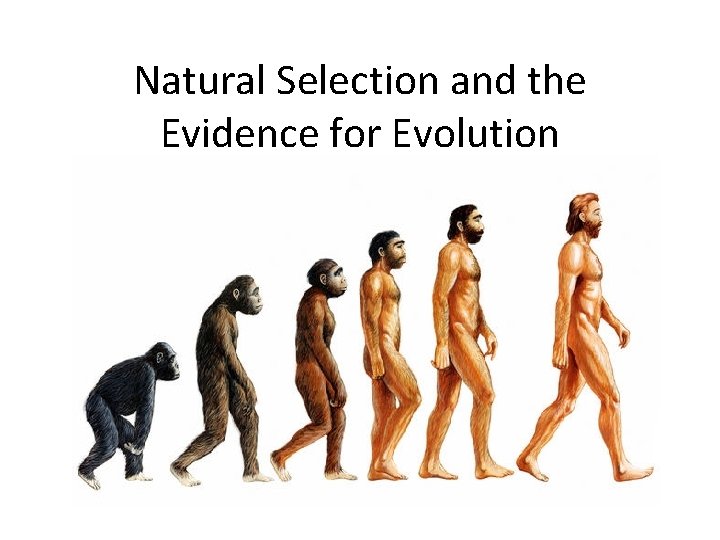 Natural Selection and the Evidence for Evolution 