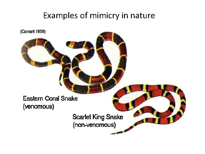 Examples of mimicry in nature 