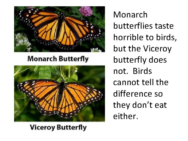 Monarch butterflies taste horrible to birds, but the Viceroy butterfly does not. Birds cannot