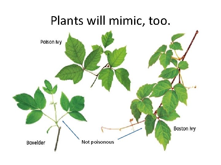 Plants will mimic, too. Not poisonous 