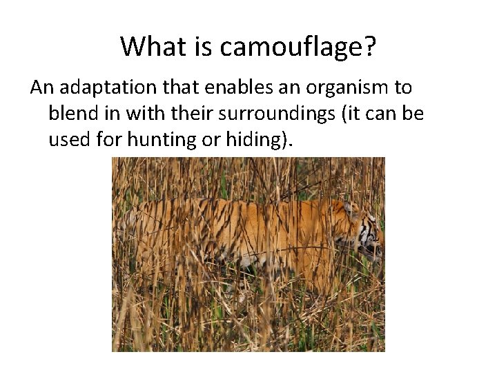 What is camouflage? An adaptation that enables an organism to blend in with their