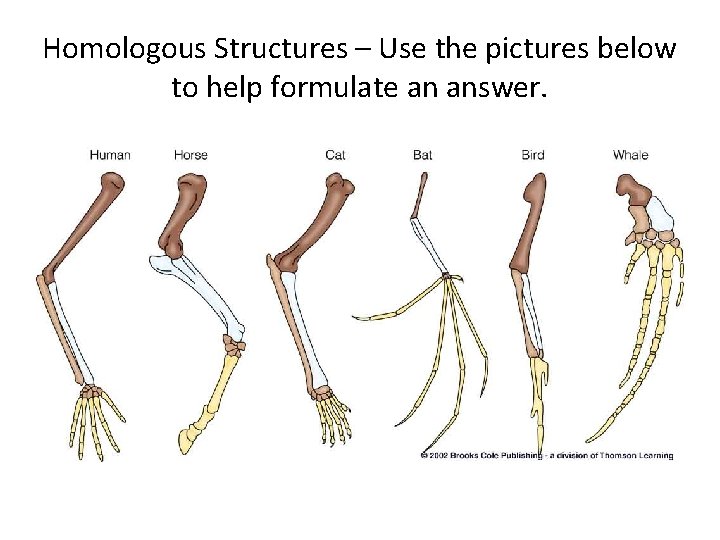 Homologous Structures – Use the pictures below to help formulate an answer. 