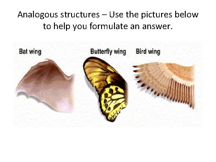 Analogous structures – Use the pictures below to help you formulate an answer. 