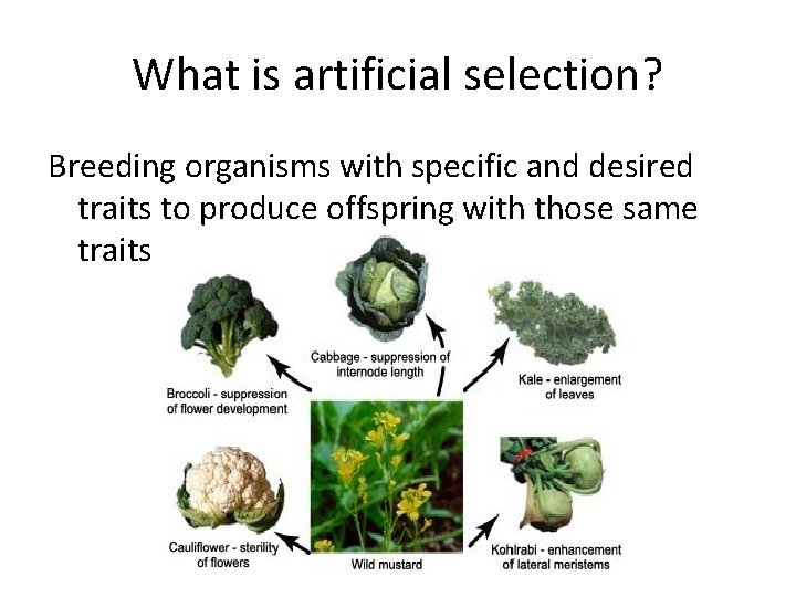 What is artificial selection? Breeding organisms with specific and desired traits to produce offspring