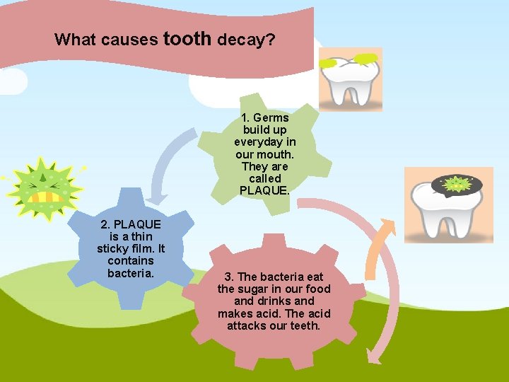 What causes tooth decay? 1. Germs build up everyday in our mouth. They are