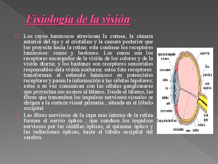 Fisiología de la visión Los rayos luminosos atraviesan la cornea, la cámara anterior del