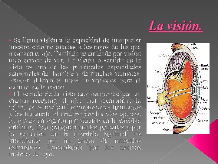 La visión. Se llama visión a la capacidad de interpretar nuestro entorno gracias a