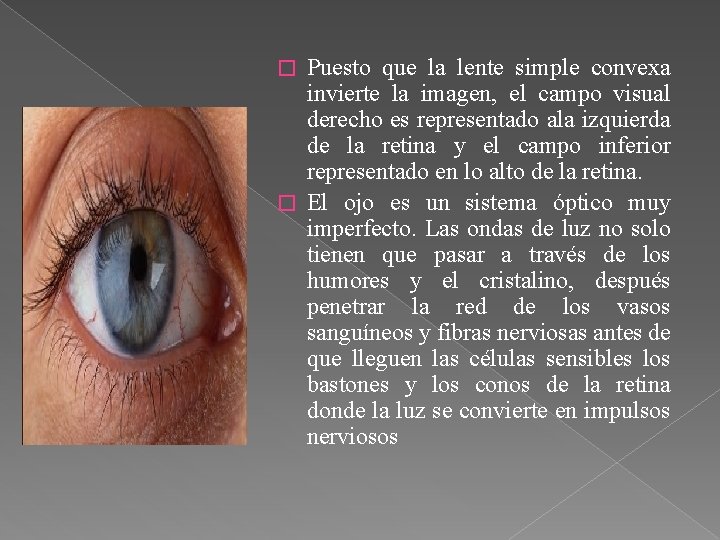Puesto que la lente simple convexa invierte la imagen, el campo visual derecho es