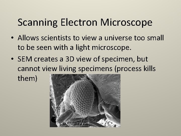 Scanning Electron Microscope • Allows scientists to view a universe too small to be