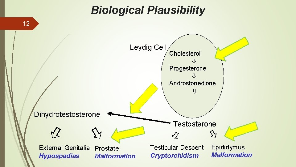 Biological Plausibility 12 Leydig Cell Cholesterol Progesterone Androstonedione Dihydrotestosterone External Genitalia Prostate Hypospadias Malformation