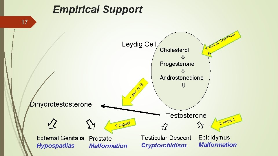 Empirical Support 17 e Cholesterol Progesterone Androstonedione h f. C o t m Xa