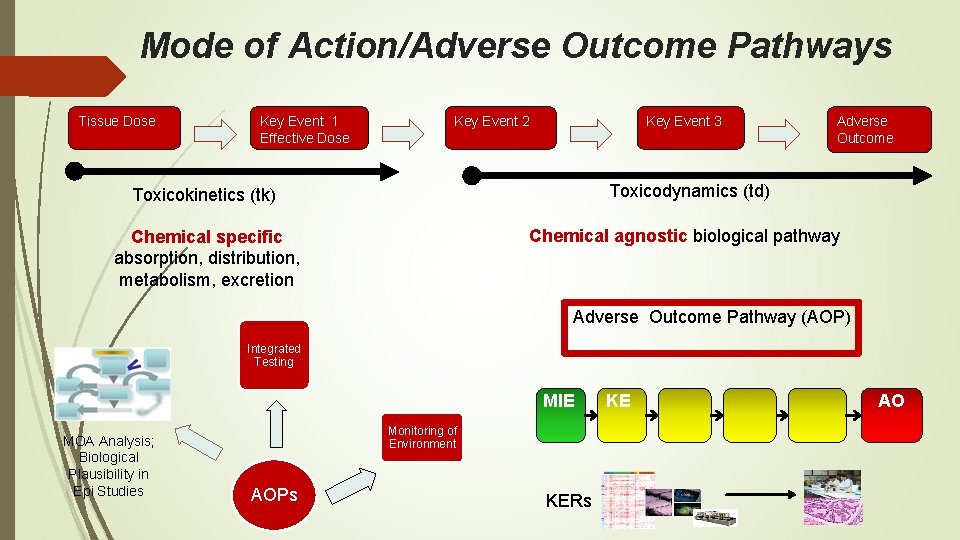 Mode of Action/Adverse Outcome Pathways Tissue Dose Key Event 1 Effective Dose Key Event