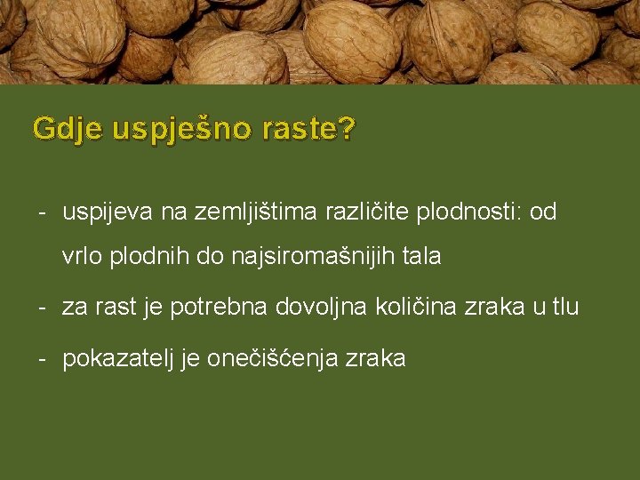 Gdje uspješno raste? - uspijeva na zemljištima različite plodnosti: od vrlo plodnih do najsiromašnijih