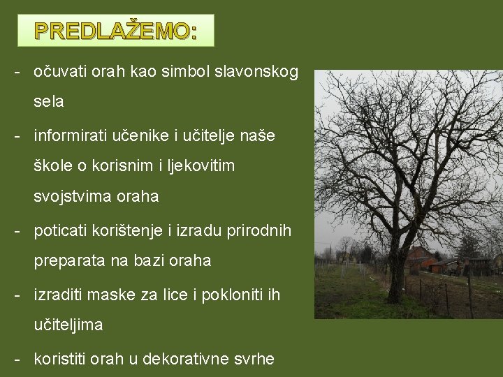 PREDLAŽEMO: - očuvati orah kao simbol slavonskog sela - informirati učenike i učitelje naše